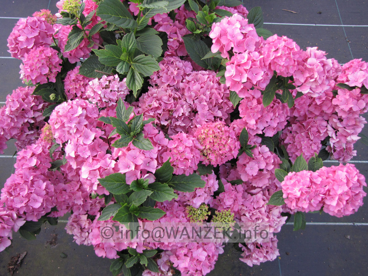Hydrangea macrophylla Amsterdam 02.JPG